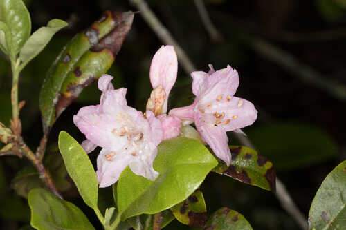 Rhododendron minus #1